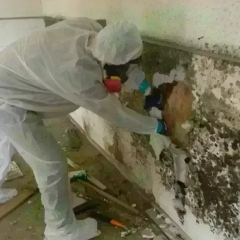 Mold Remediation and Removal in Shreveport, LA